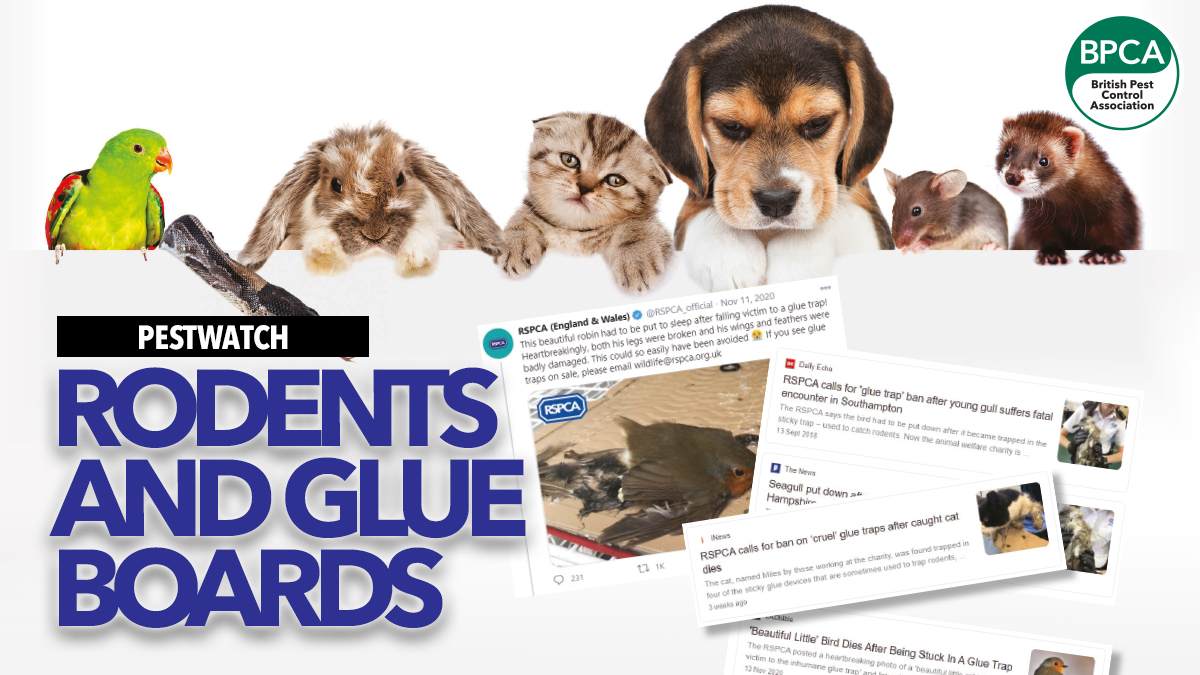 pest-watch-rodents-glueboards pest-watch-rodents-glueboards